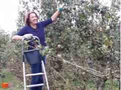  Peren plukken in de Linschotense perenboomgaard (foto Irma van Dam)